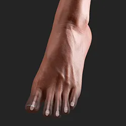 関節式付き足指骨